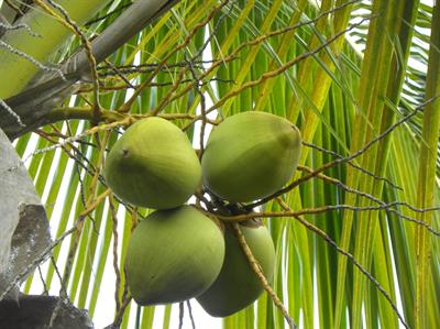 Cocos nucifera
